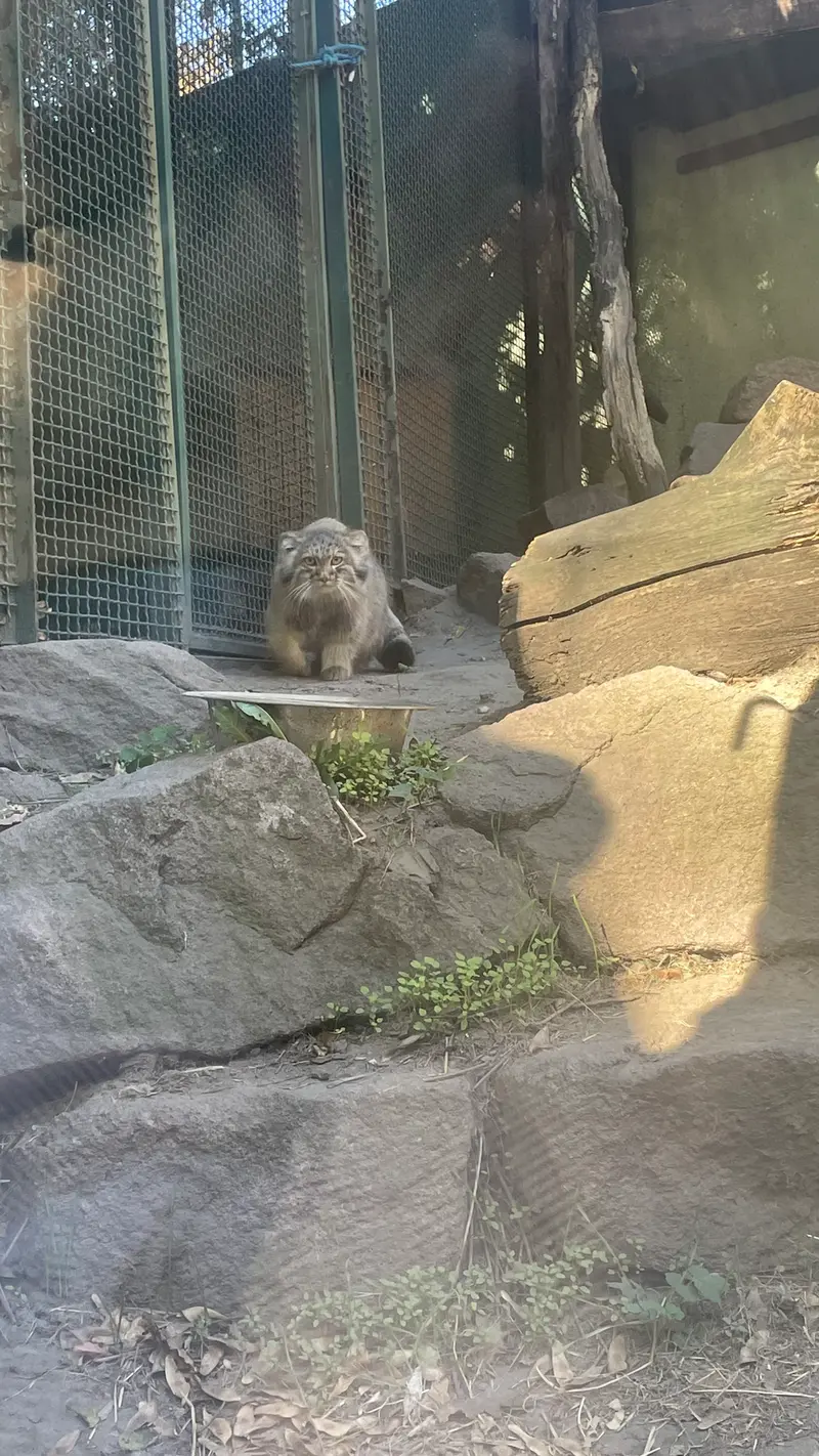 ブダペスト動物園・植物園のボリス Ⅱの写真
