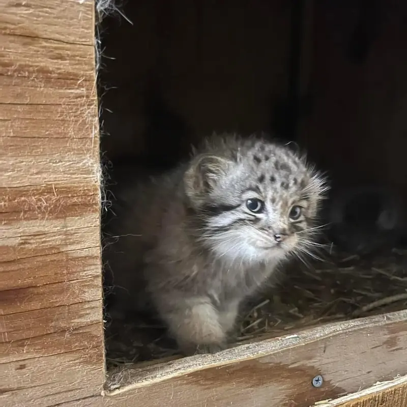 ビンガムトン動物園（ロス・パーク）のマカリの写真