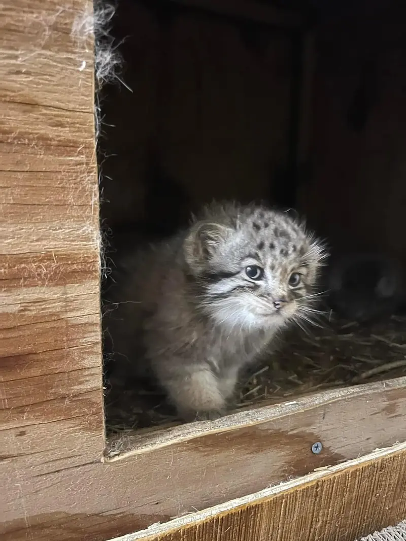 ビンガムトン動物園（ロス・パーク）のマカリの写真