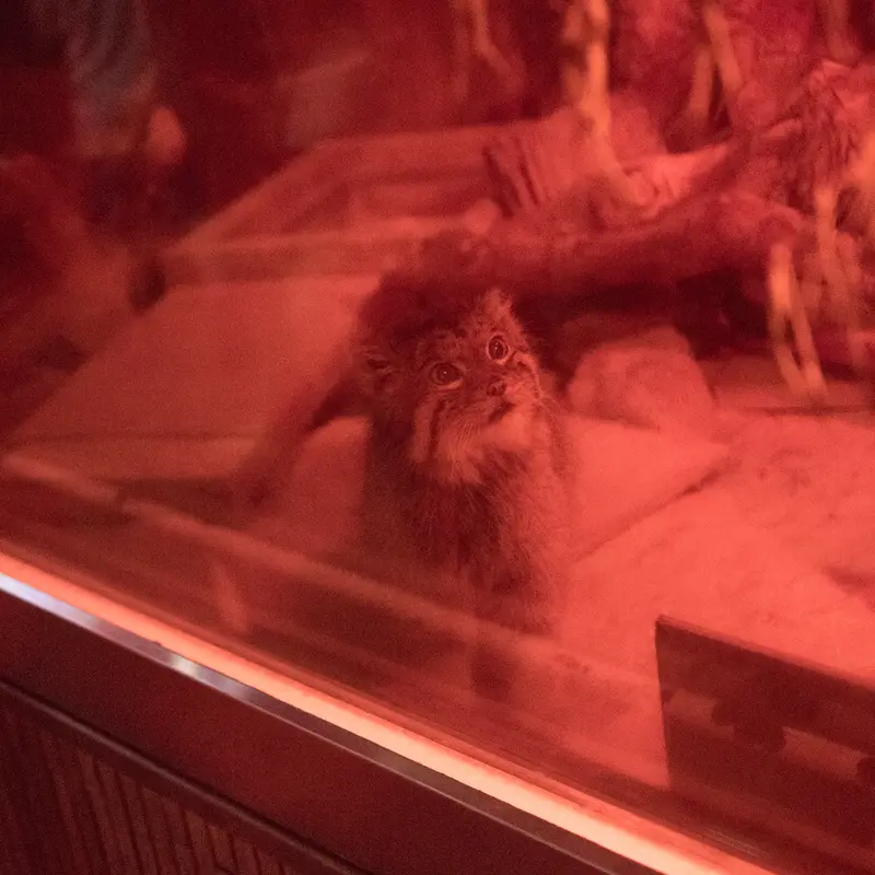 恩賜上野動物園のナイマの写真