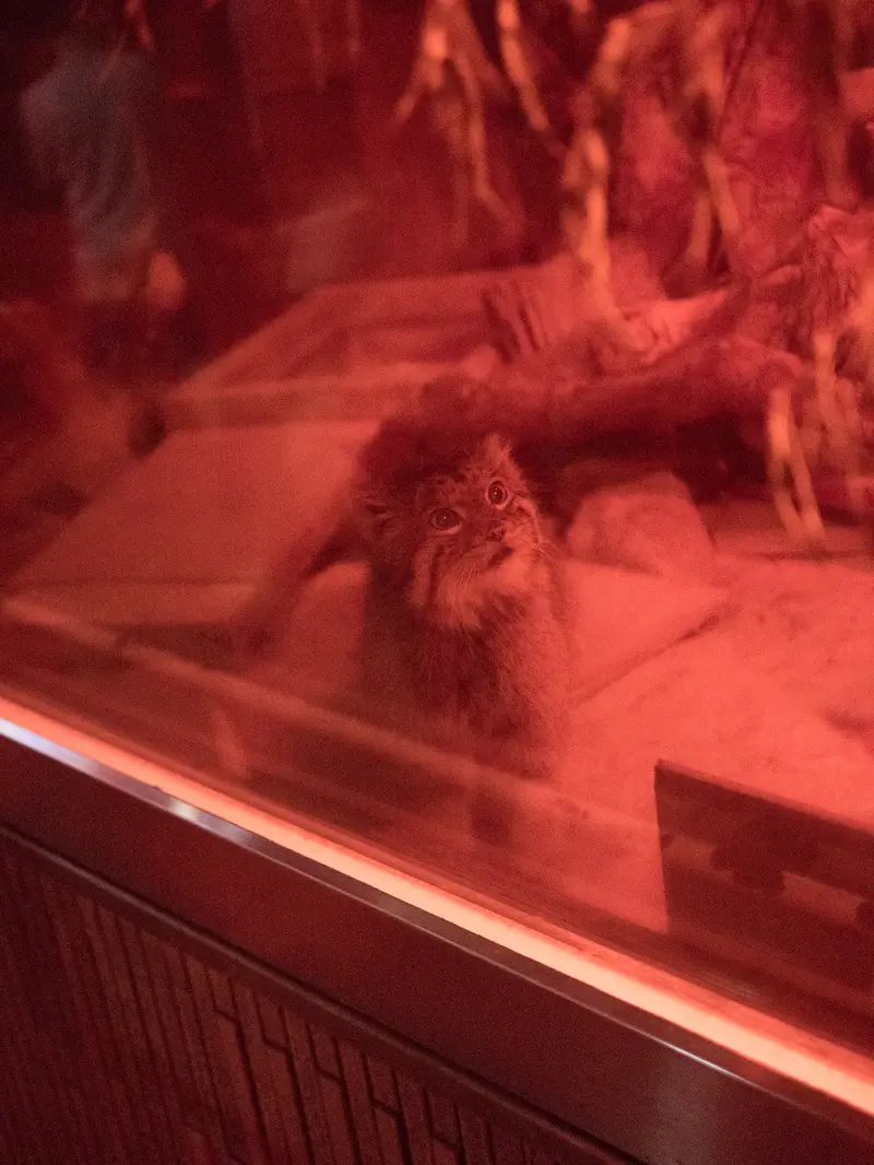 恩賜上野動物園のナイマの写真