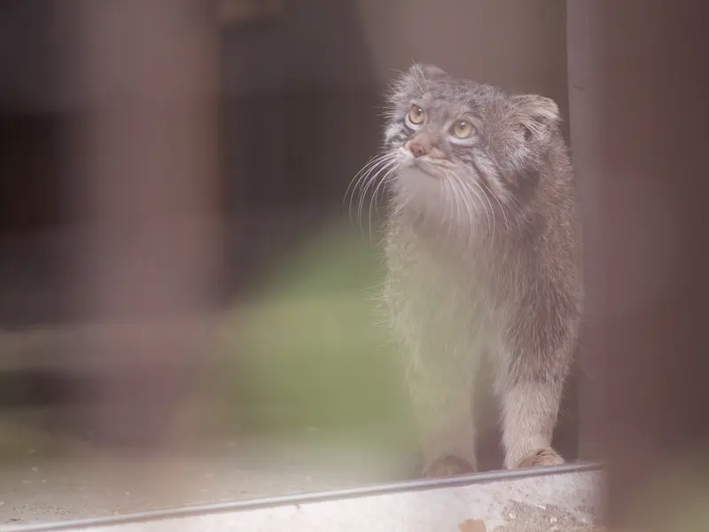 野毛山動物園のフィーガの写真