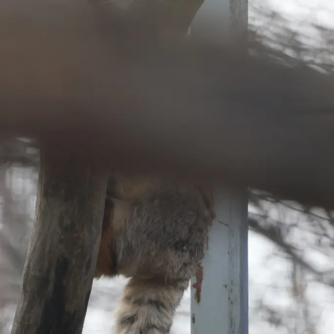 マヌルネコの写真