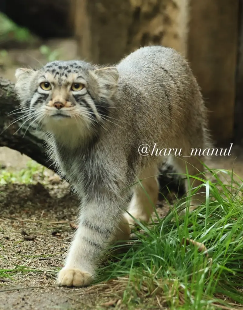 那須どうぶつ王国のナゴムの写真