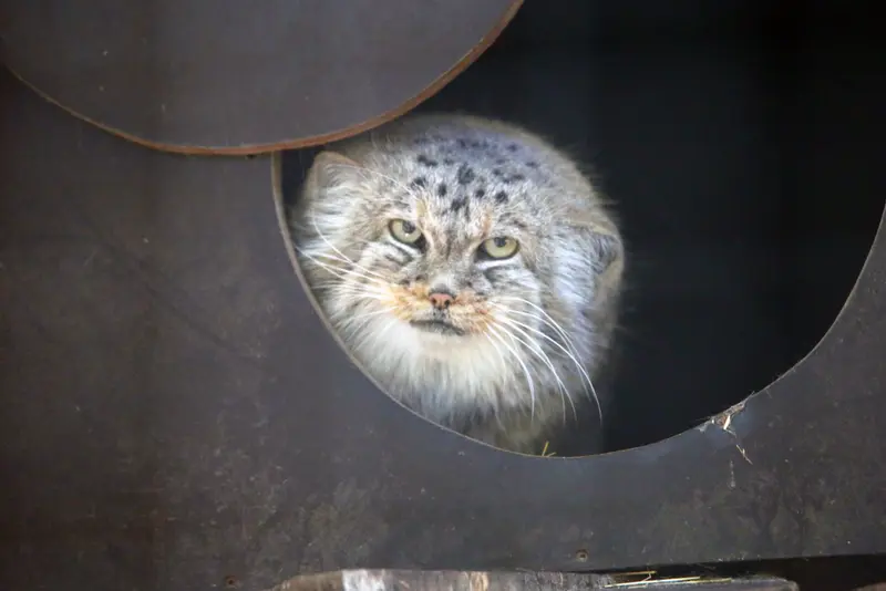 コシツェ動物園のアラニの写真
