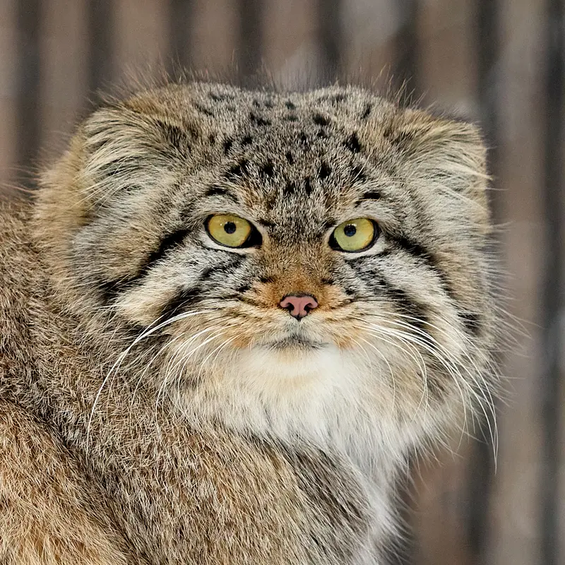 グリーンズ動物救護・リハビリテーションセンターのマヌルネコのスキフ