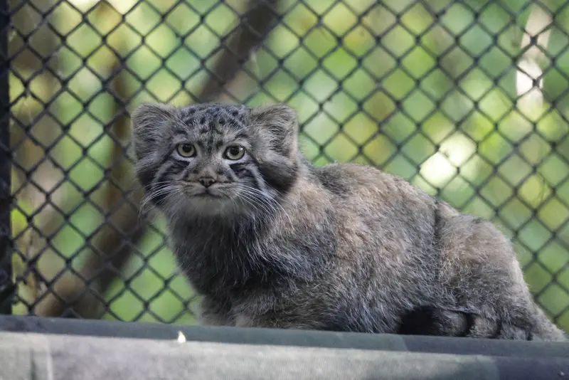ノヴォシビルスク動物園のマヌルネコの写真
