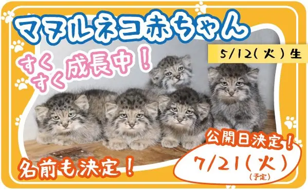 アズの子猫たちに名前がつきました！