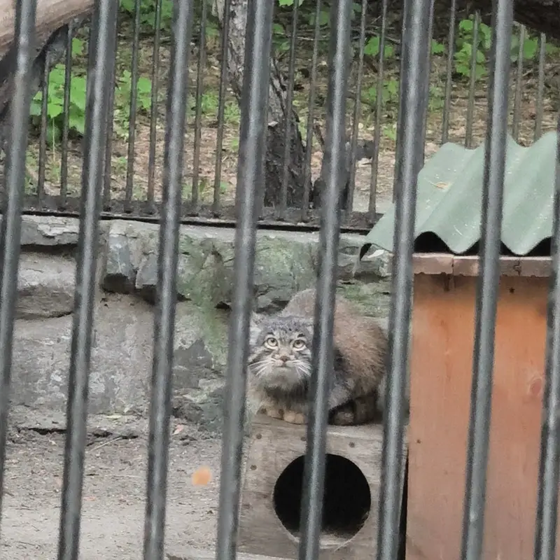 ノヴォシビルスク動物園のマヌルネコの写真