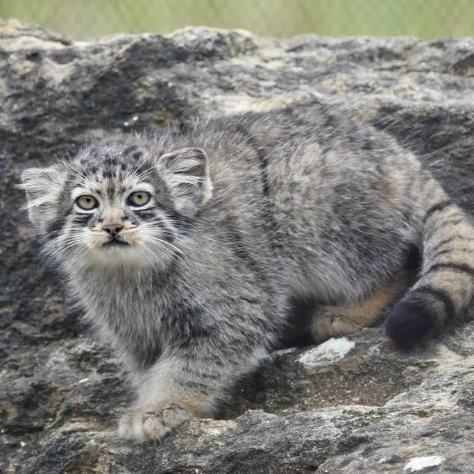 ポート・リムプネ・ワイルド・アニマル・パークのナムーの子猫 b. 2026 Ⅱの写真