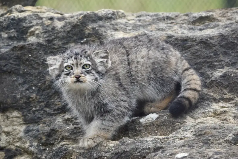 ポート・リムプネ・ワイルド・アニマル・パークのナムーの子猫 b. 2026 Ⅱの写真