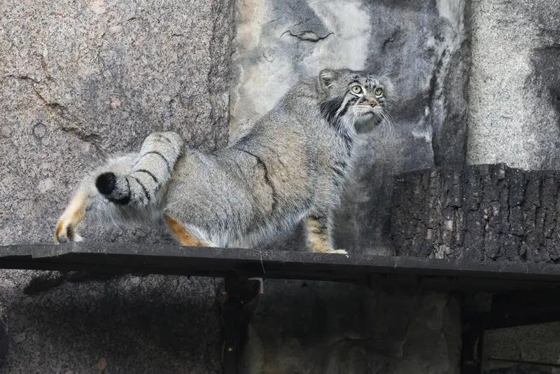 マヌルネコの写真
