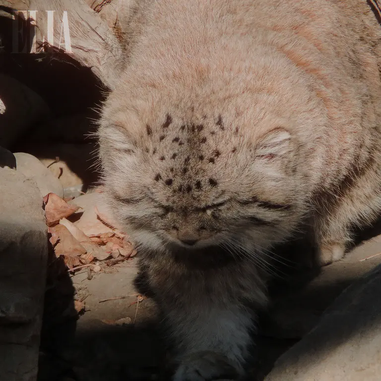 カルガリー動物園 / ワイルダー研究所のオラフの写真