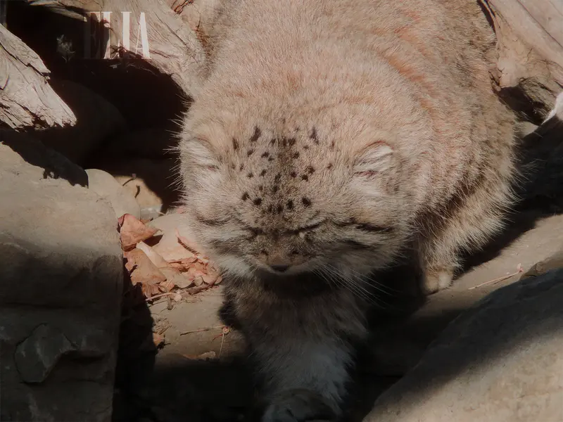 カルガリー動物園 / ワイルダー研究所のオラフの写真
