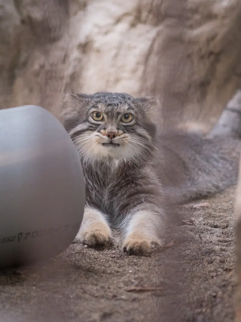 野毛山動物園のフィーガの写真