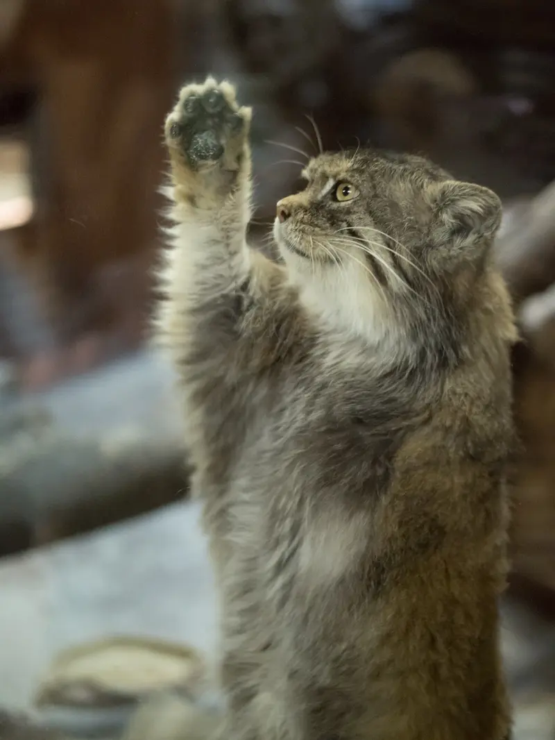 恩賜上野動物園のプリームラの写真