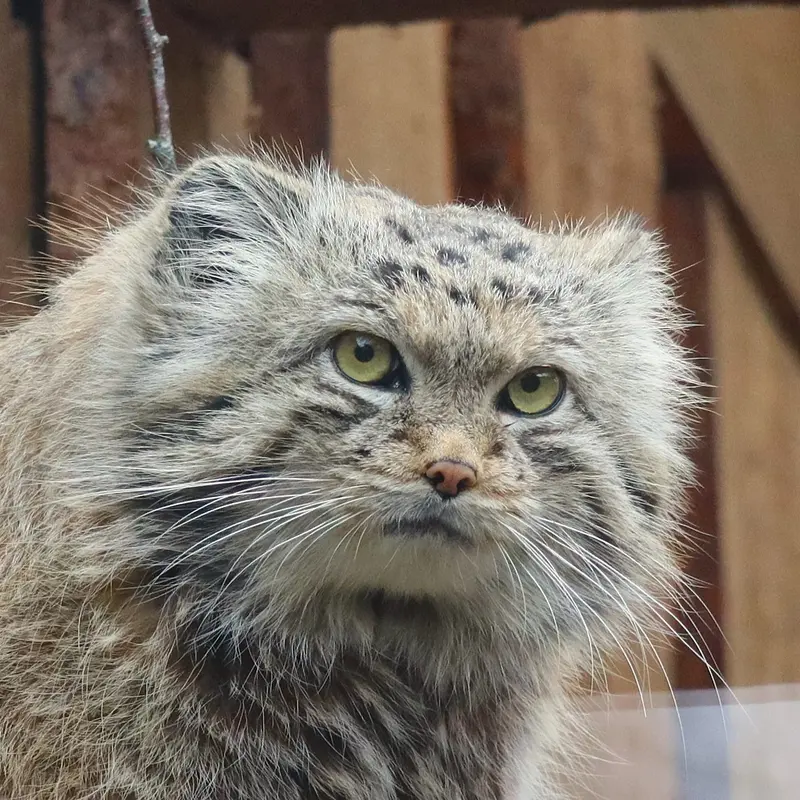 タリン動物園のマヌルネコのマーズ