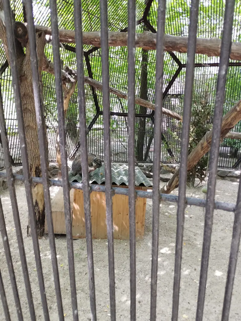 ノヴォシビルスク動物園のマヌルネコの写真