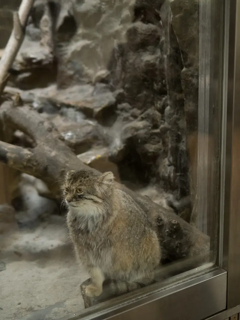 恩賜上野動物園のプリームラの写真