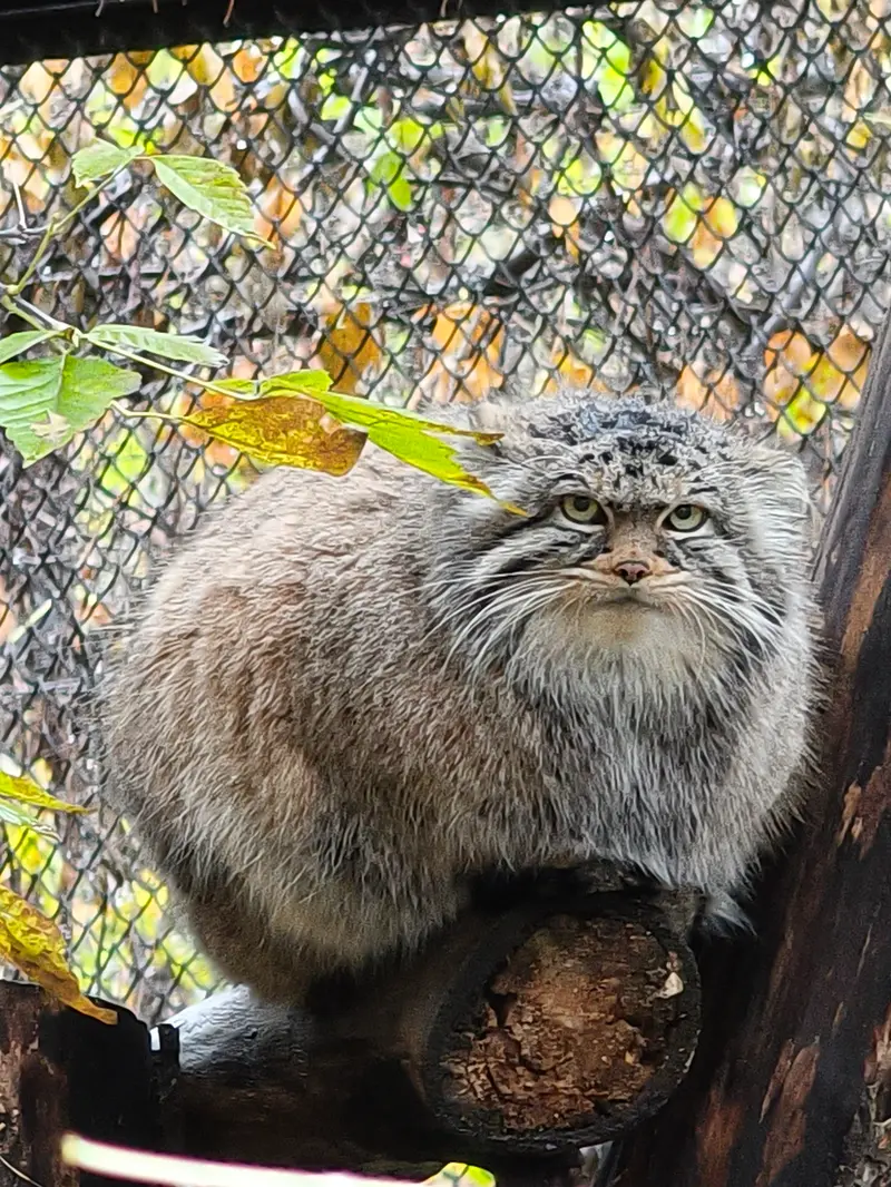 ノヴォシビルスク動物園のゾーシャの写真