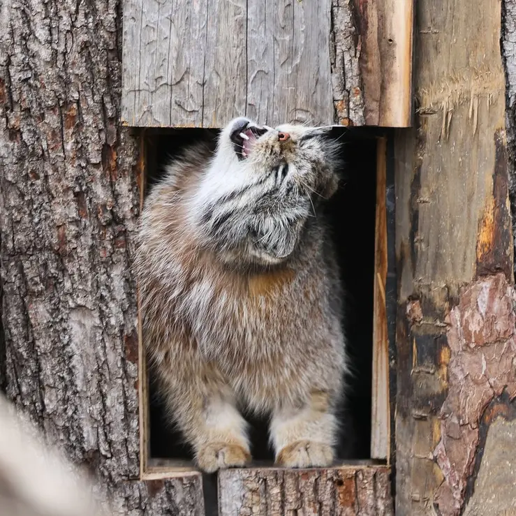 レッドリバー動物園のカイの写真
