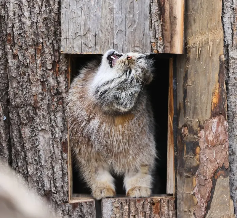 レッドリバー動物園のカイの写真