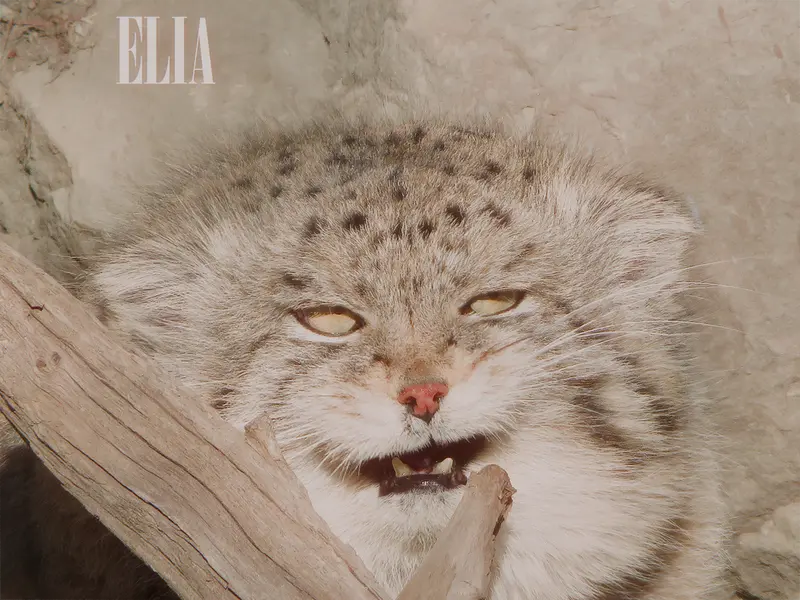 カルガリー動物園 / ワイルダー研究所のオラフの写真