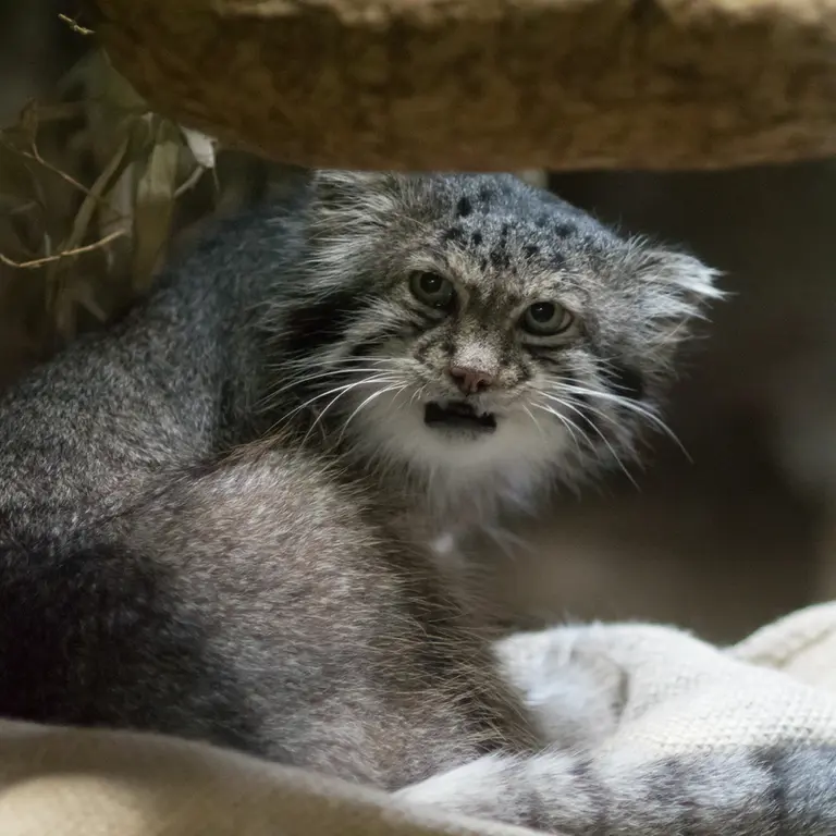 恩賜上野動物園のクリョンの写真
