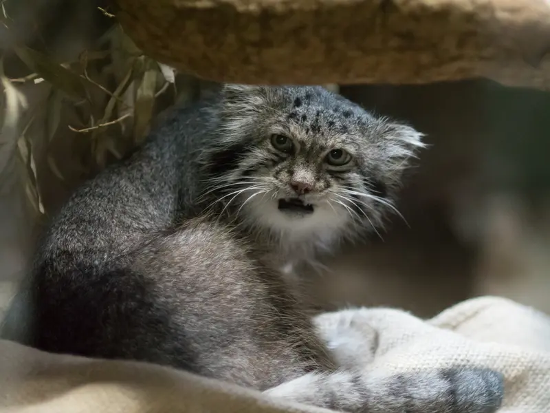 恩賜上野動物園のクリョンの写真
