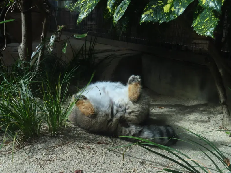 マヌルネコの写真