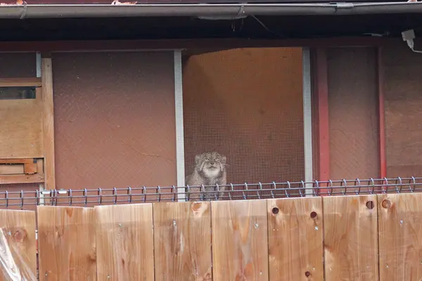 埼玉県こども動物自然公園のセバスチャンの写真