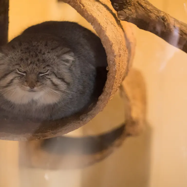 埼玉県こども動物自然公園のロータスの写真