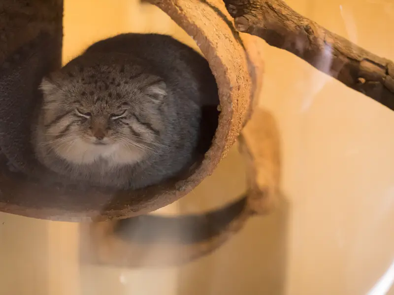埼玉県こども動物自然公園のロータスの写真