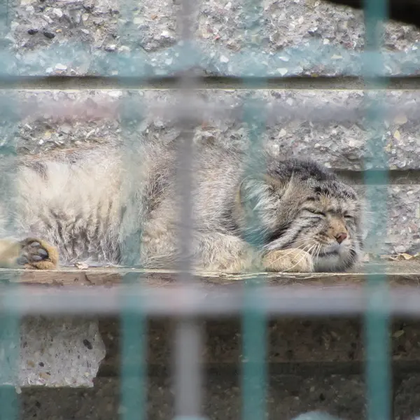 マクデブルク動物園のジョナサンの写真