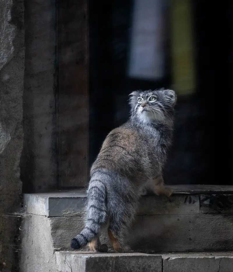 モスクワ動物園のティモフェイの写真