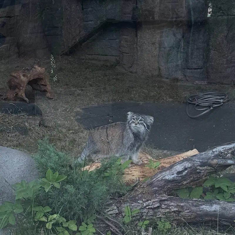 モスクワ動物園のティモフェイの写真
