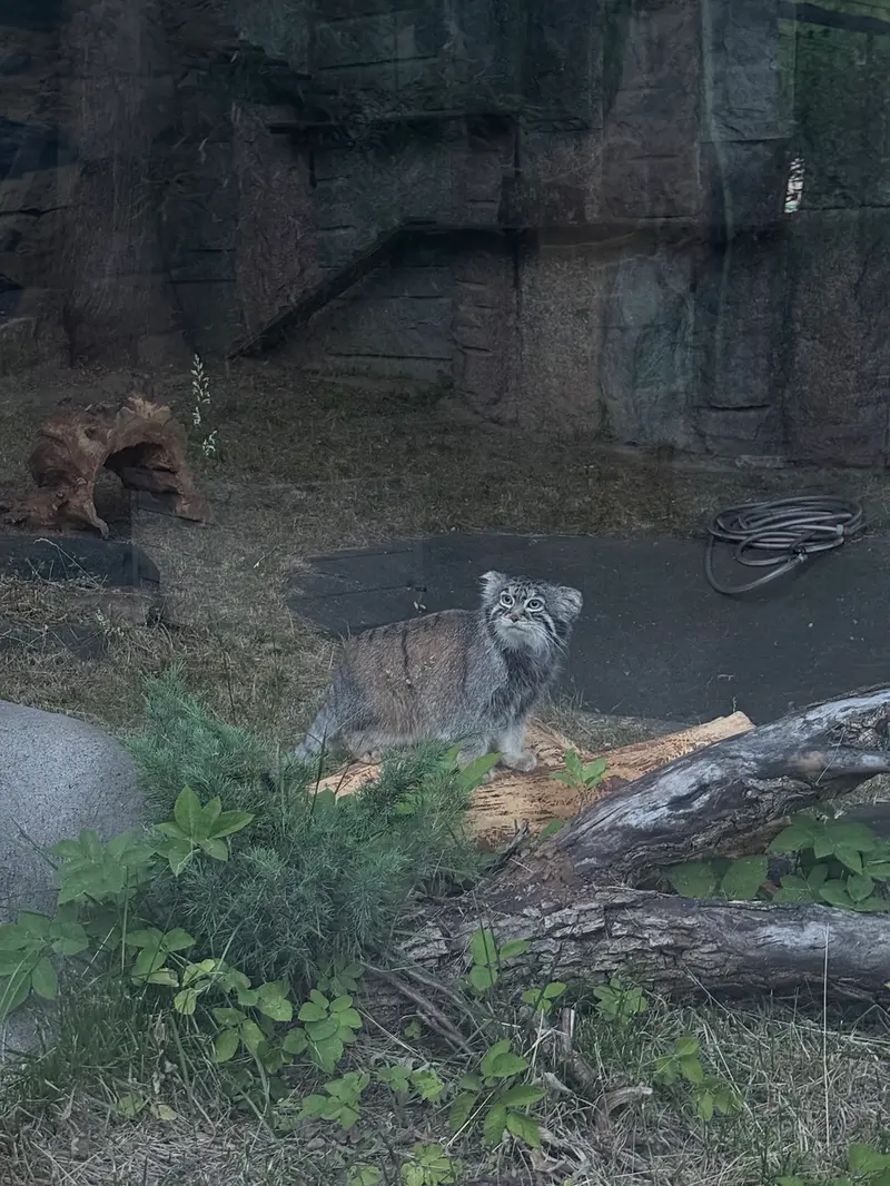 モスクワ動物園のティモフェイの写真
