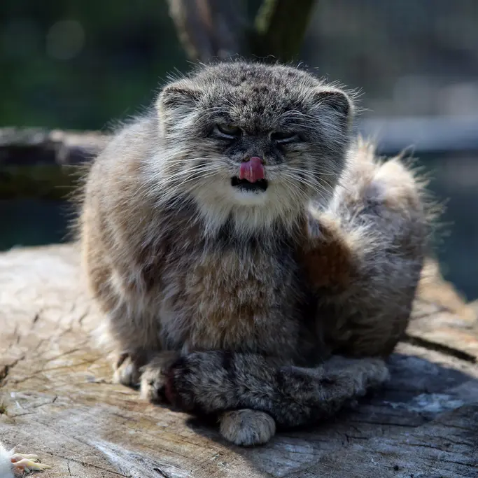 ウッチ動物園のパッツォの写真