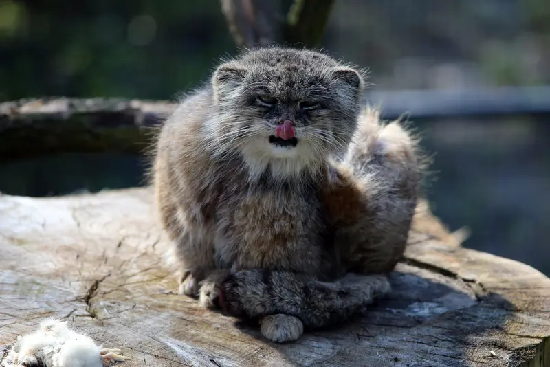 ウッチ動物園のパッツォの写真