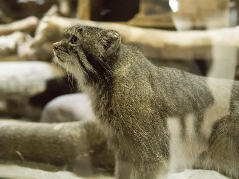 恩賜上野動物園のクリョンの写真