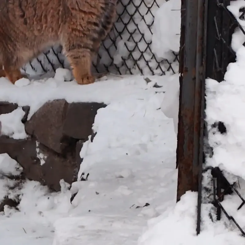 ノヴォシビルスク動物園のマヌルネコの写真