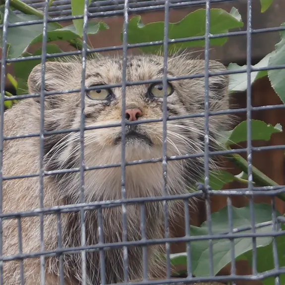 レニングラード動物園のナミカの写真