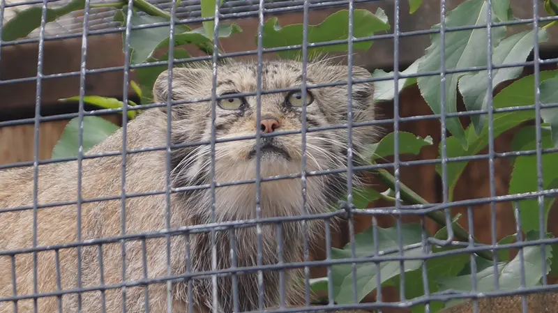レニングラード動物園のナミカの写真