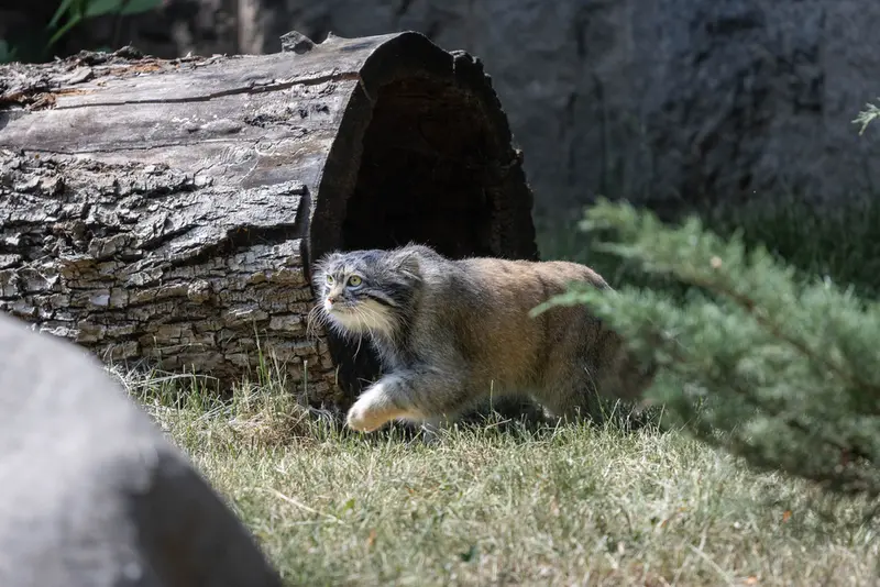 モスクワ動物園のティモフェイの写真