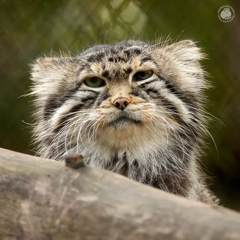 ノヴォシビルスク動物園のゼレノゴルスクの写真