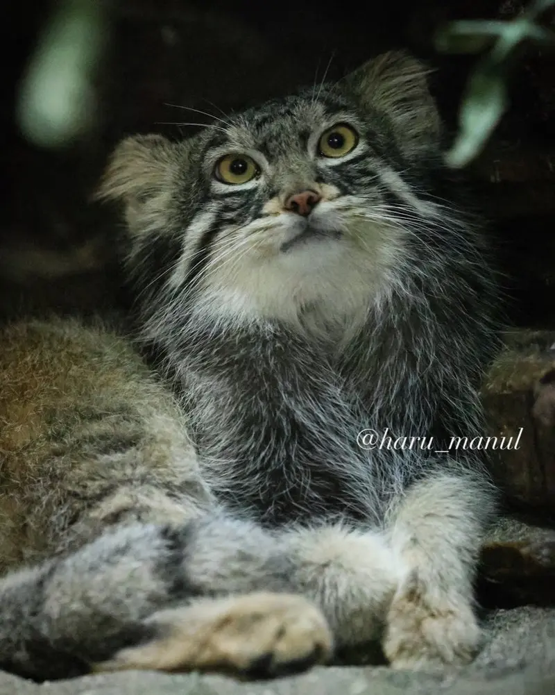 恩賜上野動物園のフィーガの写真