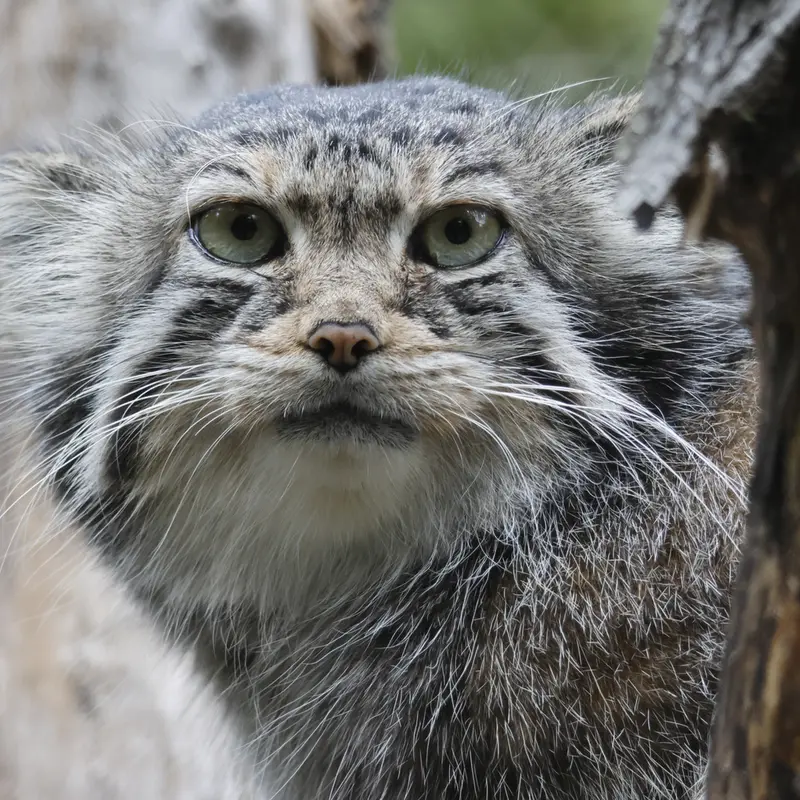 ノヴォシビルスク動物園のイヴの写真