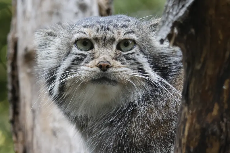 ノヴォシビルスク動物園のイヴの写真