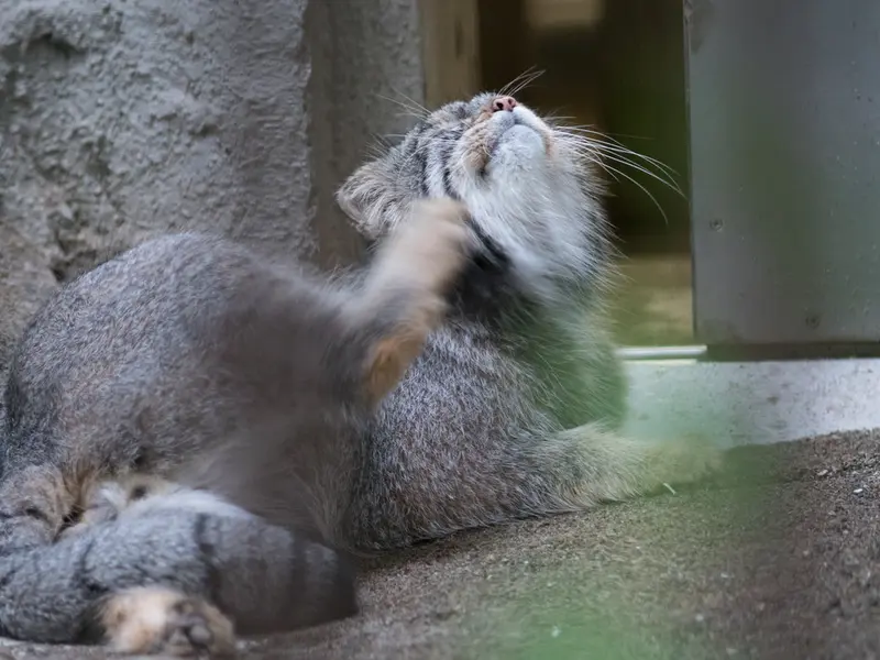 野毛山動物園のフィーガの写真
