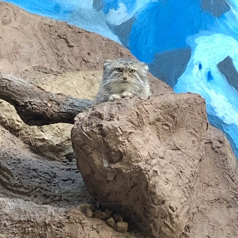 バーミングハム動物園のミーシャの写真